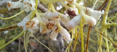 Cuscuta reflexa, photographed by P Jeganathan