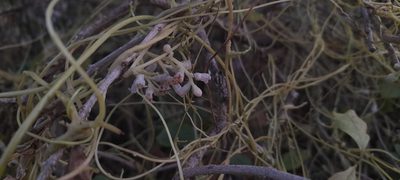 Cuscuta reflexa, photographed by P Jeganathan