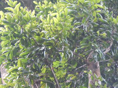 Dacryodes excelsa, photographed by Elliot Greiner