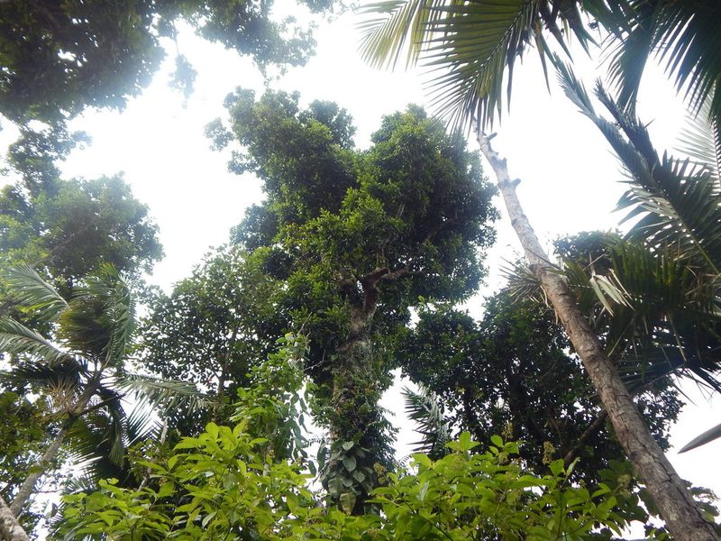 Dacryodes excelsa, photographed by Elliot Greiner