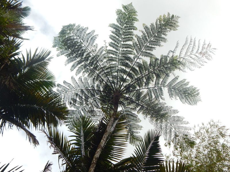 Cyathea arborea, photographed by Elliot Greiner