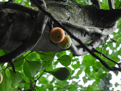 Ficus punctata, photographed by Samuel Lee