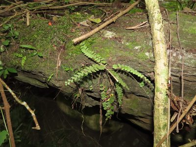 Adiantum ciliatum, photographed by chiuluan