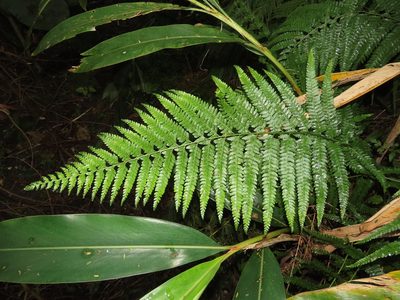 Microlepia strigosa