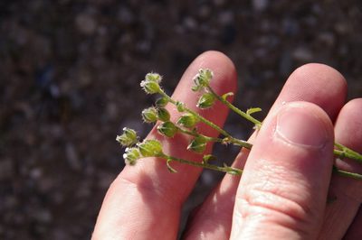 Cryptantha pterocarya, photographed by Eric Knight