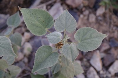 Abutilon abutiloides, photographed by Eric Knight