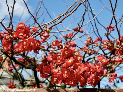 Chaenomeles speciosa, photographed by Jonathan Prior