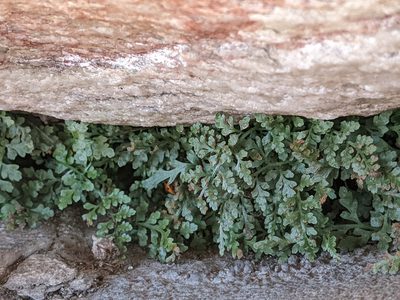 Asplenium montanum, photographed by Alison Northup