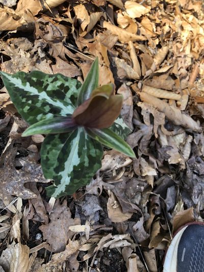 Trillium decipiens, photographed by Phillip Salzinger