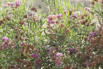 Tessaria absinthioides, photographed by Ben Lyle Bedard