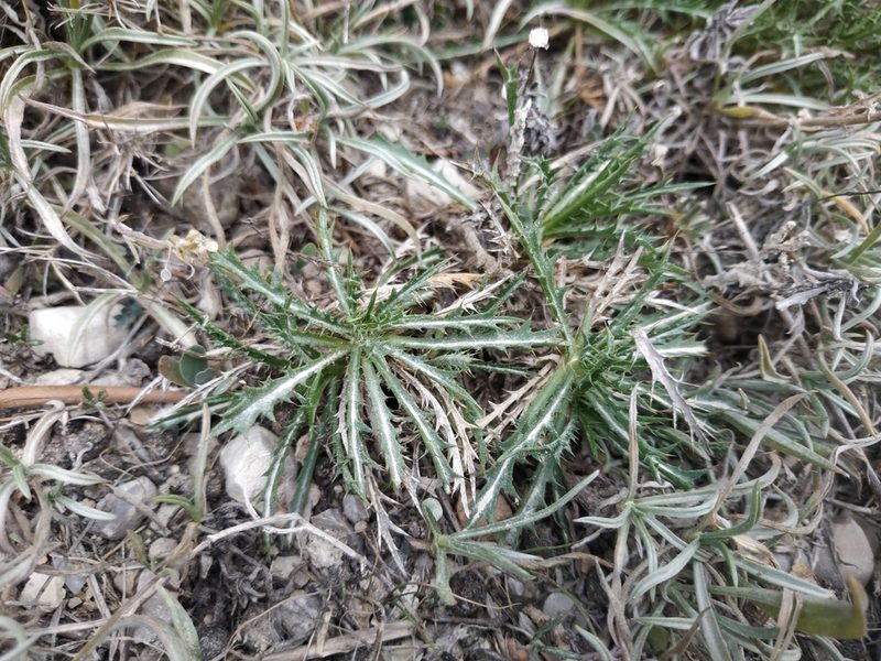 Atractylis humilis, photographed by Tim Johnson