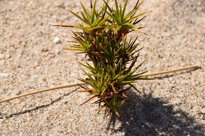 Cyperus pedunculatus, photographed by Mitch Van Dyke