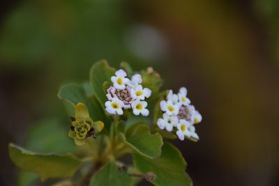 Lantana involucrata, photographed by Mitch Van Dyke