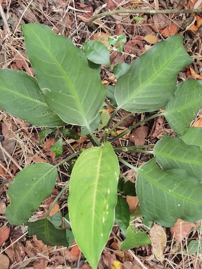 Dieffenbachia wendlandii, photographed by Eduardo Chacón Madrigal