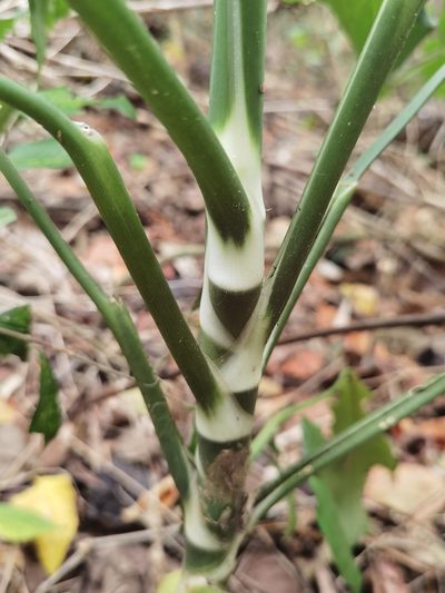 Dieffenbachia wendlandii, photographed by Eduardo Chacón Madrigal