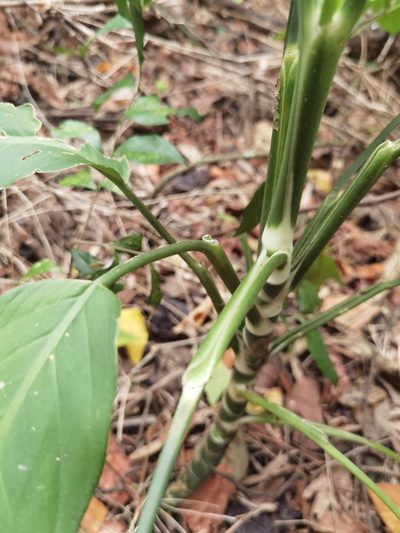 Dieffenbachia wendlandii, photographed by Eduardo Chacón Madrigal
