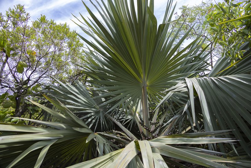 Latania loddigesii, photographed by Adam Mark Lucas-Krol