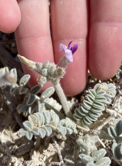 Astragalus tidestromii, photographed by Ciara Hall