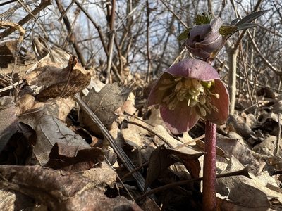 Helleborus purpurascens, photographed by Conrad Altmann