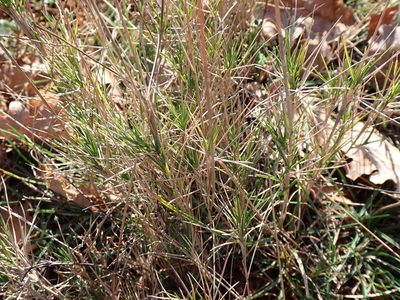 Brachypodium retusum, photographed by David Delon