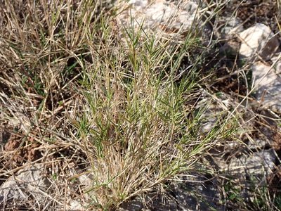 Brachypodium retusum, photographed by David Delon