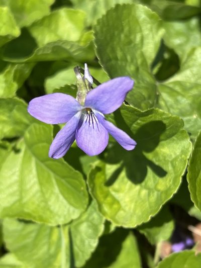 Viola sequeirae, photographed by William Stephens