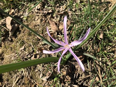 Colchicum bulbocodium, photographed by Jason Grant