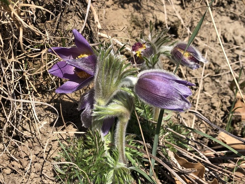 Pulsatilla montana, photographed by Jason Grant