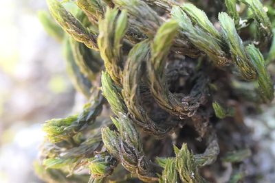 Pulvigera lyellii, photographed by Rafael Medina