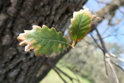 Quercus faginea, photographed by Rafael Medina