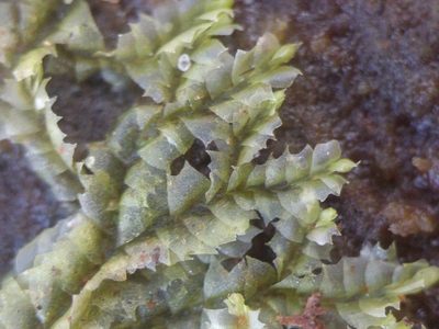 Lophocolea heterophylla, photographed by Michel Langeveld