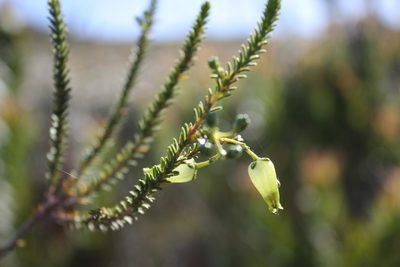 Erica urna-viridis, photographed by Jeremy Gilmore