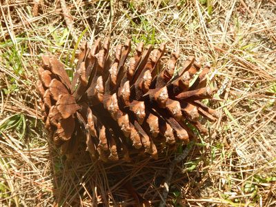 Pinus elliottii, photographed by Ryan Watson
