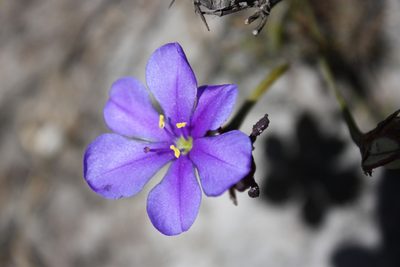 Aristea africana, photographed by Jeremy Gilmore