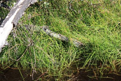 Isolepis prolifera, photographed by Jeremy Gilmore