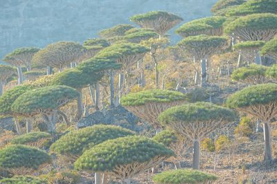 Dracaena cinnabari, photographed by Morten Ross