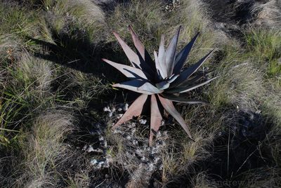 Aloe capitata, photographed by Andrew Hankey