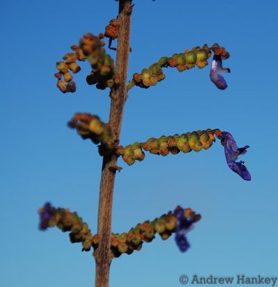 Coleus lanceolatus, photographed by Andrew Hankey