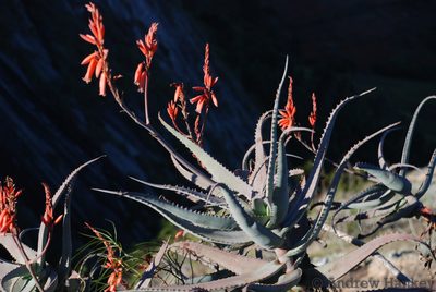 Aloe divaricata, photographed by Andrew Hankey