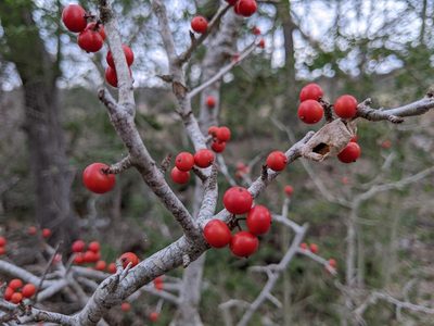Ilex decidua, photographed by jeanetx
