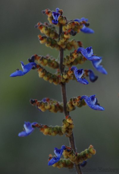Coleus lanceolatus, photographed by Andrew Hankey