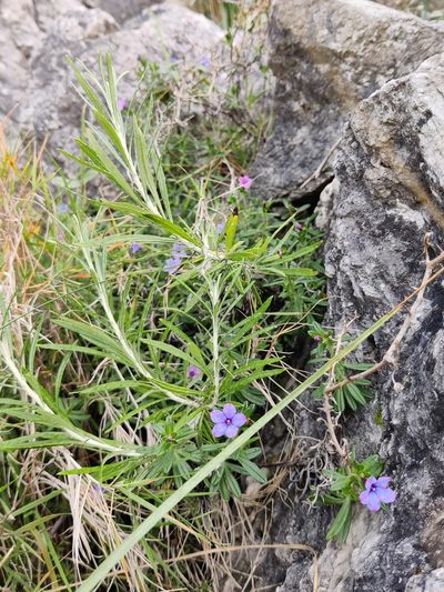 Glandora rosmarinifolia, photographed by Riccardo Rocca