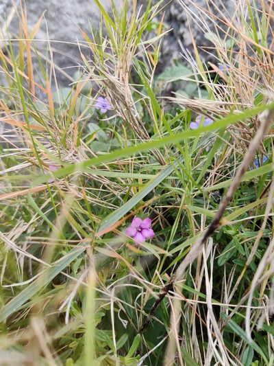 Glandora rosmarinifolia, photographed by Riccardo Rocca
