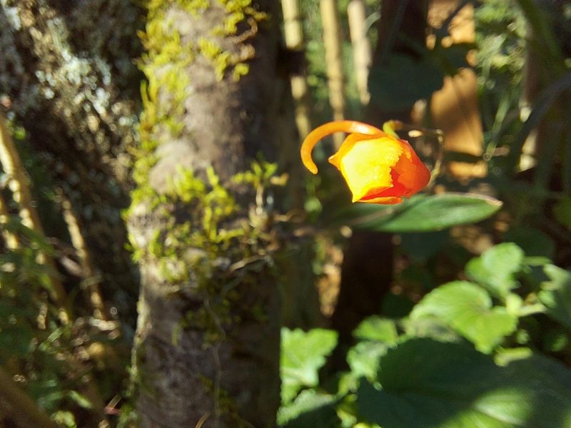 Comparettia coccinea, photographed by Filipi Miranda Soares