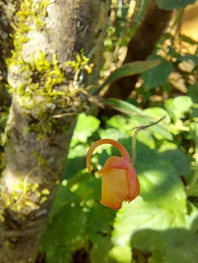 Comparettia coccinea, photographed by Filipi Miranda Soares