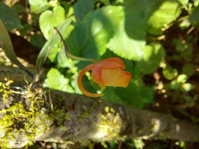 Comparettia coccinea, photographed by Filipi Miranda Soares