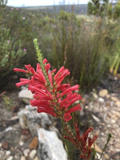 Erica regia, photographed by Charleen Brunke