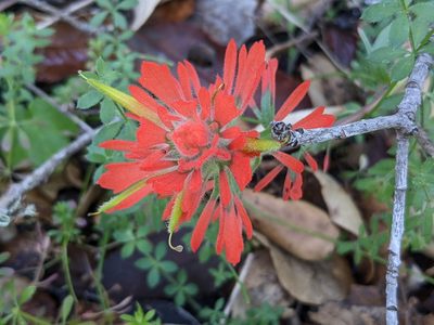 Castilleja affinis, photographed by Zoltán Stekkelpak