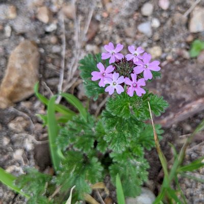 Verbena pumila, photographed by jeanetx