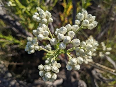 Pseudognaphalium californicum, photographed by Zoltán Stekkelpak